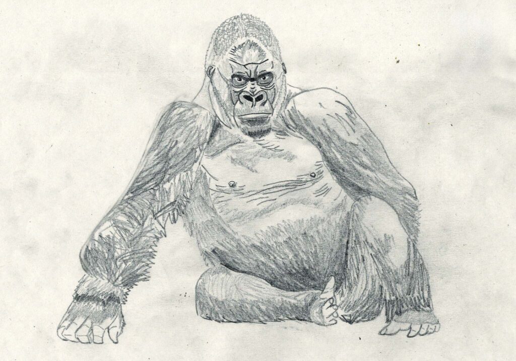a sited gorilla drawn in pencil