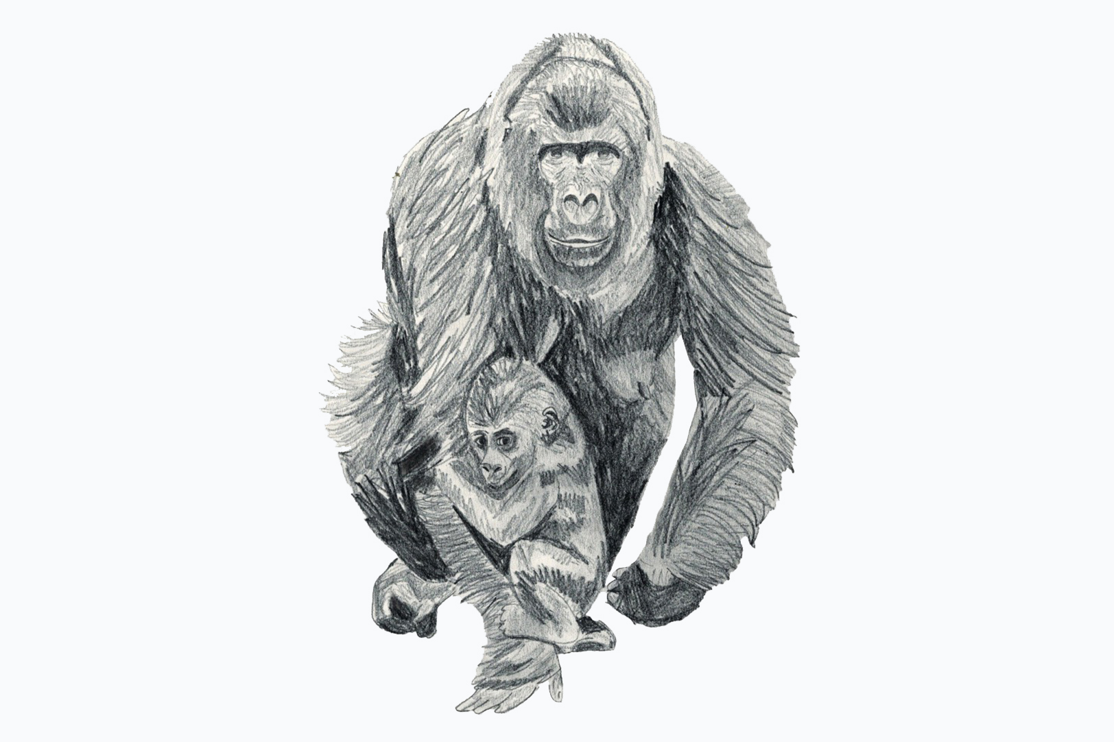a running gorilla mum and her kid drawn in pencil